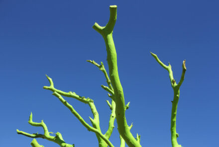 Árboles
